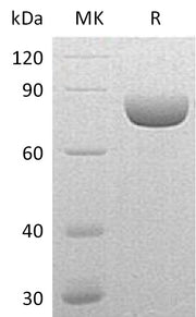 Recombinant Mouse SEMA4A (C-6His)