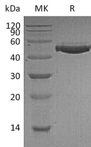 Recombinant Human CFH (C-6His)