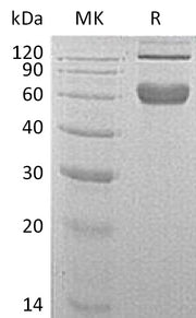 Recombinant Mouse 4-1BB (C-Fc)