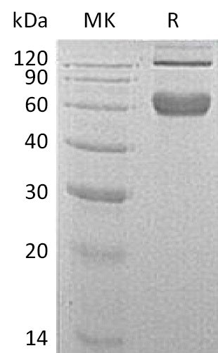 Recombinant Mouse 4-1BB (C-Fc)