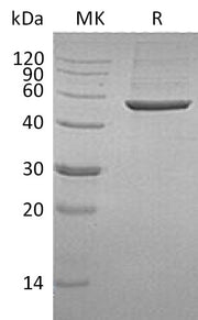 Recombinant Human 6PGD (C-6His)