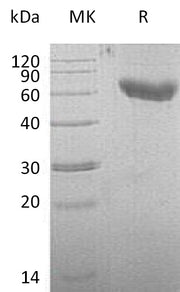 Recombinant Mouse CD28 (C-Fc-6His)
