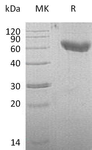 Recombinant Mouse CD28 (C-Fc-6His)