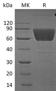 Recombinant Human CD99L2 (C-Fc)