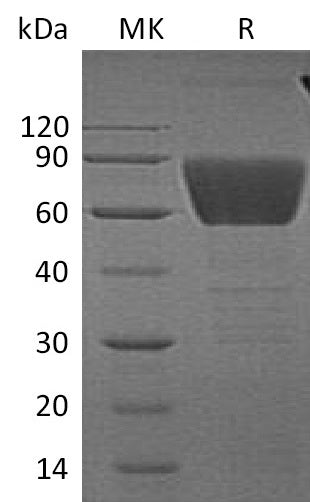 Recombinant Human CD99L2 (C-Fc)