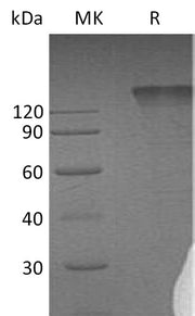 Recombinant Human SEMA4D (C-Fc)