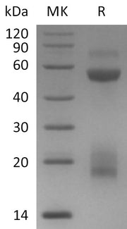 Recombinant Mouse Factor X (C-6His)