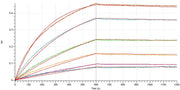 Recombinant Mouse CD73 (C-6His)