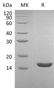 Recombinant Human Lysozyme C (C-6His)