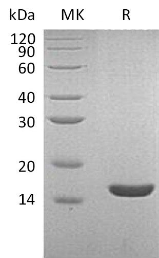 Recombinant Human Lysozyme C (C-6His)