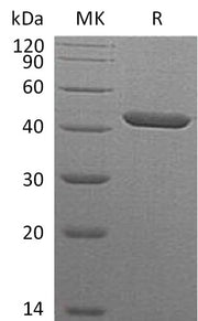 Recombinant Human Serpin B1 (C-6His)