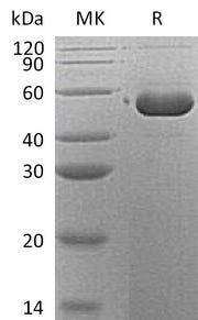 Recombinant Human Serpin B12 (C-6His)