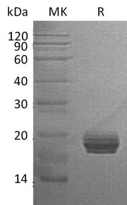 Recombinant Human GM2A (C-6His)