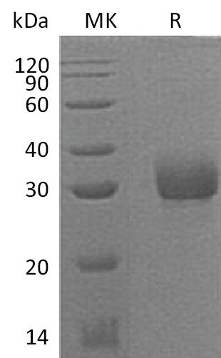 Recombinant Mouse Acrp30 (C-6His)