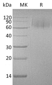 Recombinant Human MerTK (C-6His)