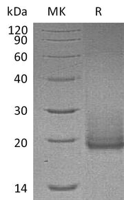 Recombinant Human Cryptic (C-6His)