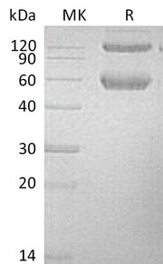 Recombinant Mouse BMPR1A (C-Fc-6His)