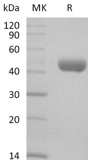 Recombinant Mouse Nectin-2 (C-6His)