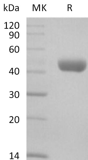 Recombinant Mouse Nectin-2 (C-6His)