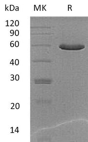 Recombinant Mouse PGCP (C-6His)