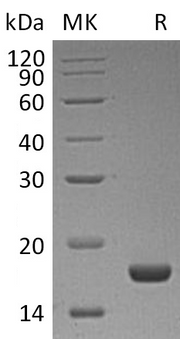 Recombinant Human PLA2G1B (C-6His)