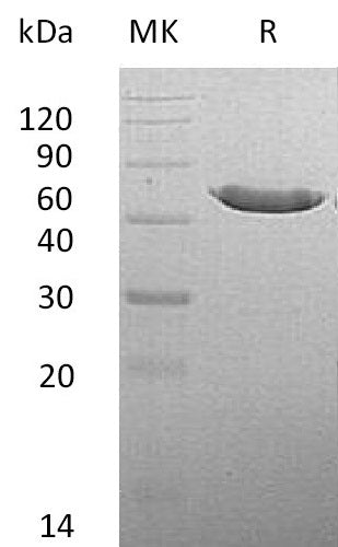 Recombinant Mouse CPA2 (C-6His)