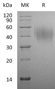 Recombinant Rat CD86 (C-6His)