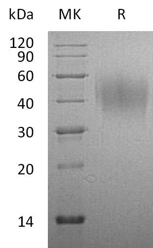 Recombinant Rat CD86 (C-6His)