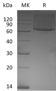 Recombinant Human GPC1 (N-6His)
