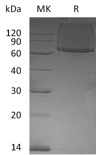 Recombinant Human GPC1 (N-6His)