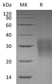 Recombinant Mouse Fas (C-6His)