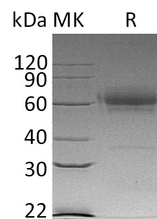 Recombinant Mouse CD27 (C-Fc-6His)