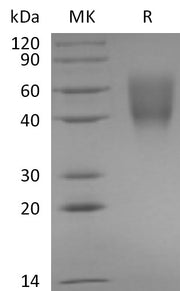 Recombinant Rabbit B7-2 (C-6His)