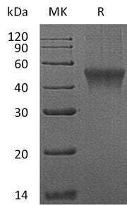 Recombinant Mouse FcRL1 (C-6His)