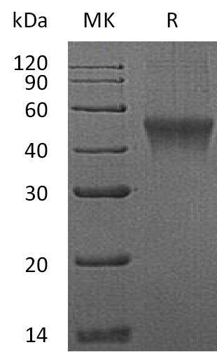 Recombinant Mouse FcRL1 (C-6His)