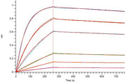 Recombinant Cynomolgus BCMA (C-Fc)
