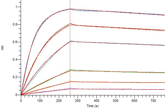 Recombinant Cynomolgus BCMA (C-Fc)