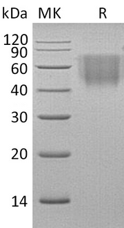 Recombinant Rhesus Macaque B7-2 (C-6His)
