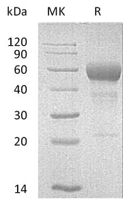 Recombinant Mouse Fas (C-Fc)