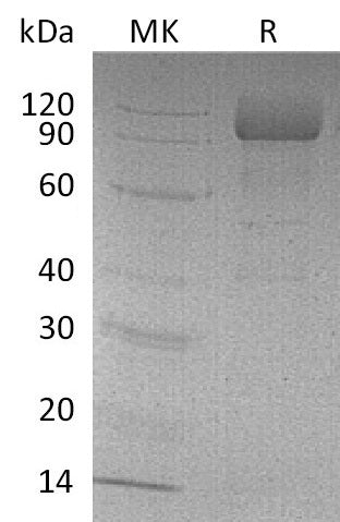 Recombinant Mouse LIMPII (C-Fc)