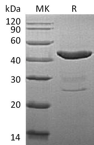 Recombinant Mouse IDO (N-6His)