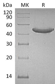 Recombinant Human GITR (C-Fc)