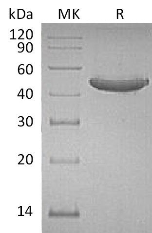 Recombinant Human GITR (C-Fc)