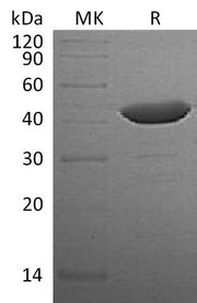 Recombinant Human IDO (N-6His)