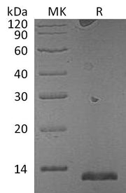 Recombinant Mouse S100A15A