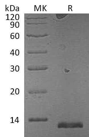 Recombinant Mouse S100A15A