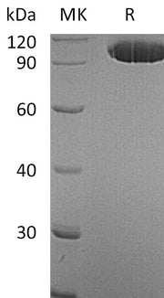 Recombinant Human EphA2 (C-Fc)