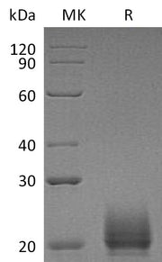 Recombinant Mouse CXCL9 (C-6His)