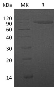 Recombinant Human IL-1R2 (C-Fc)