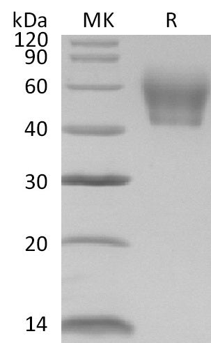 Recombinant Mouse IL-1R2 (C-6His)